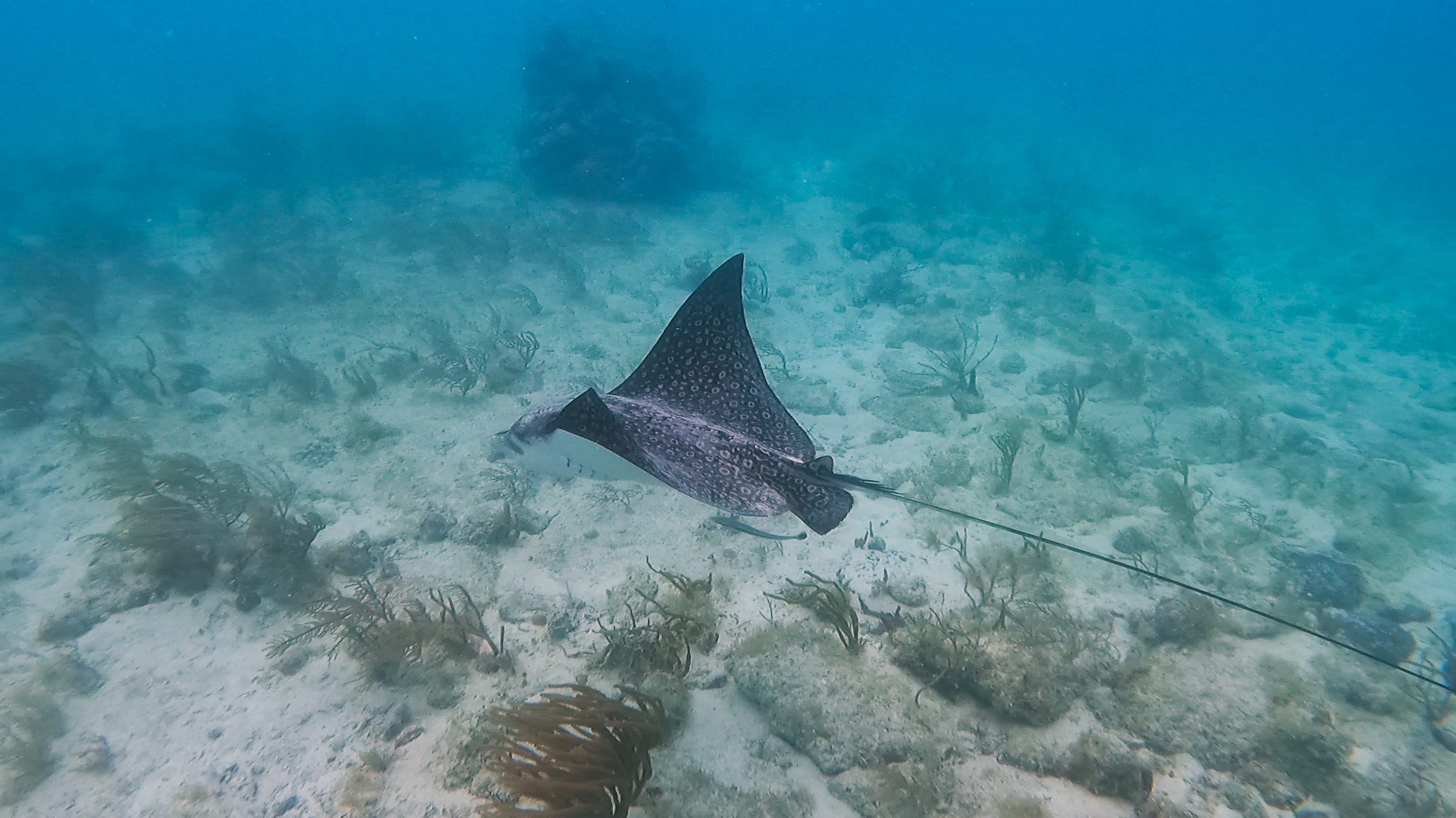 Nestor Wheelock - SCUBA Instructor